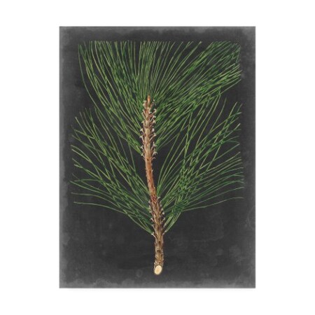 Trademark Fine Art Vision Studio 'Dramatic Pine I' Canvas Art, 24x32 WAG12167-C2432GG